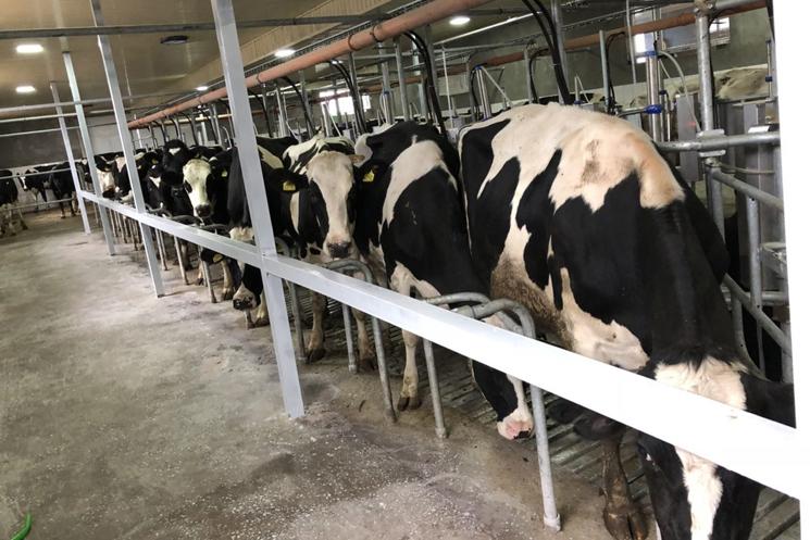 Производство натуральной молочной продукции